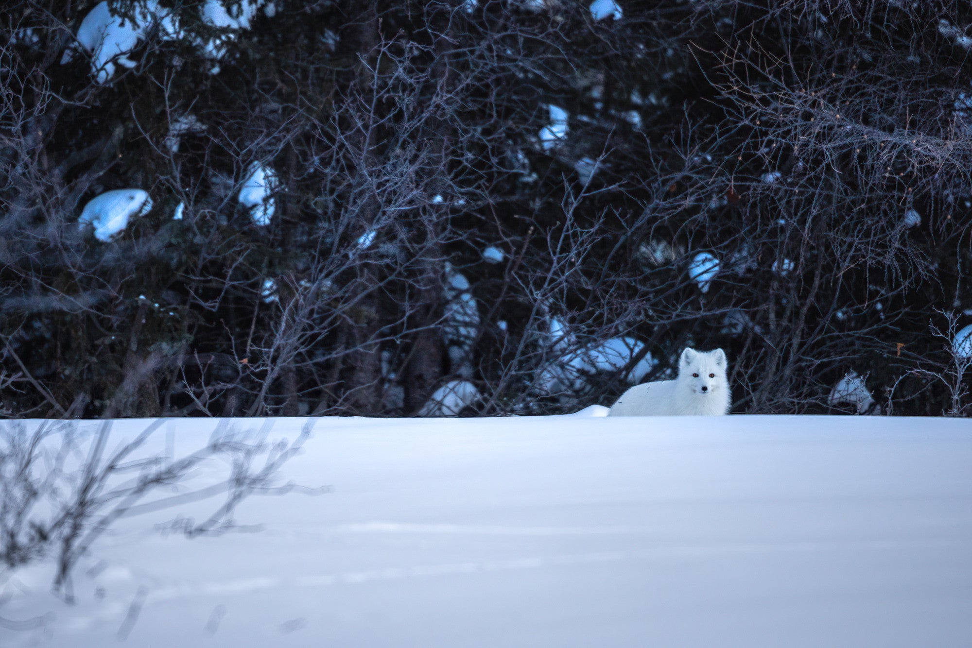 Snowshoes