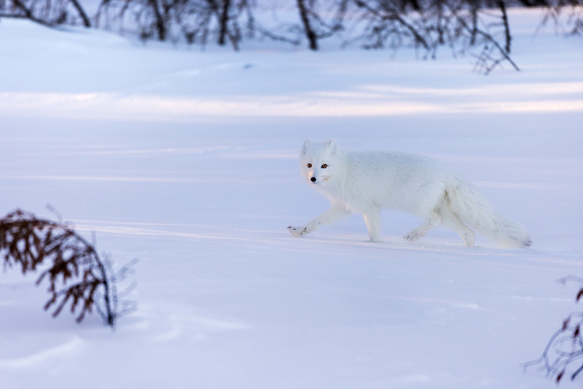 Snowshoes