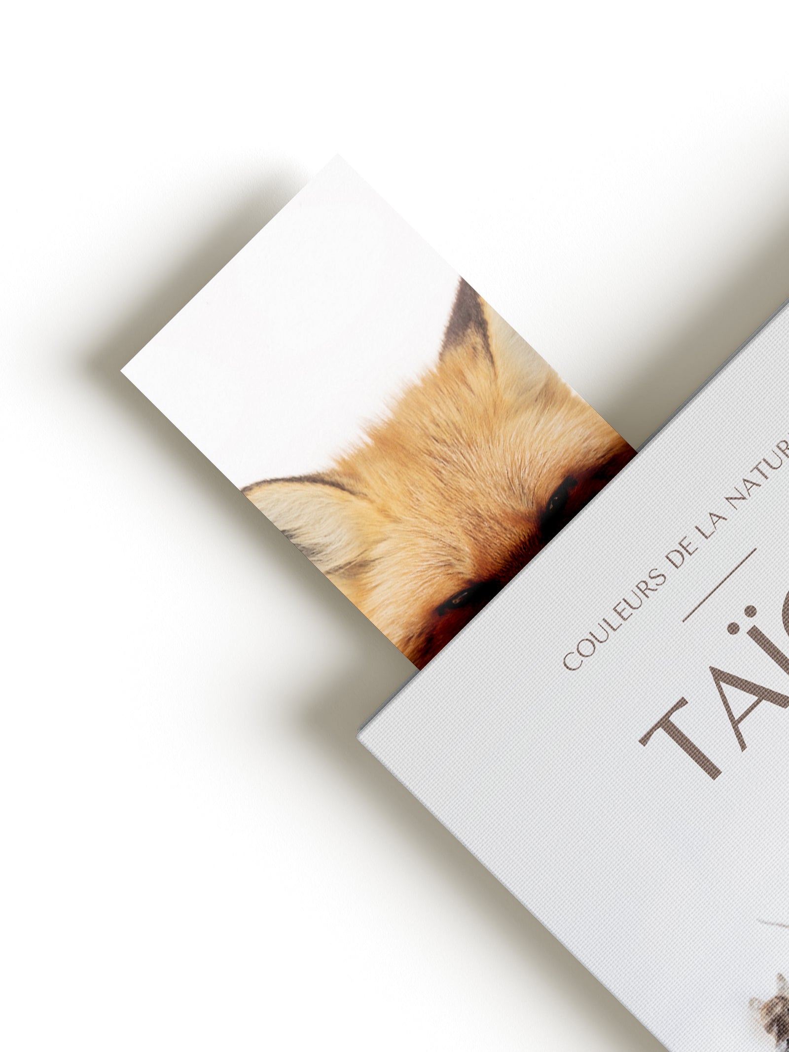 Signet - Renard roux