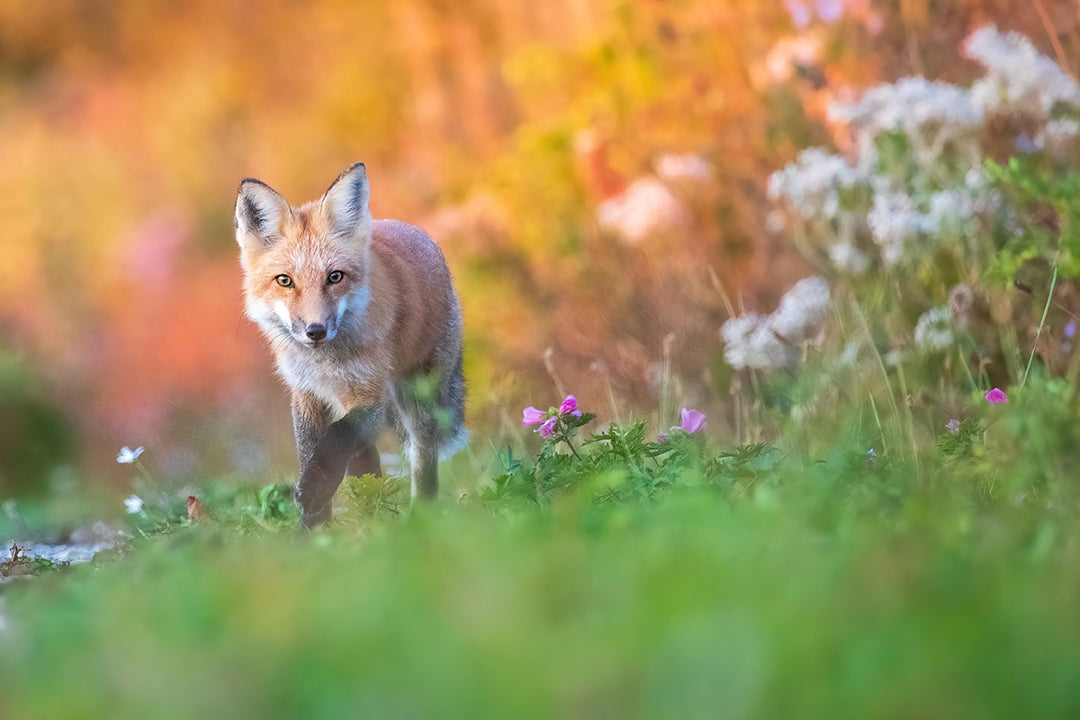 Colored fox
