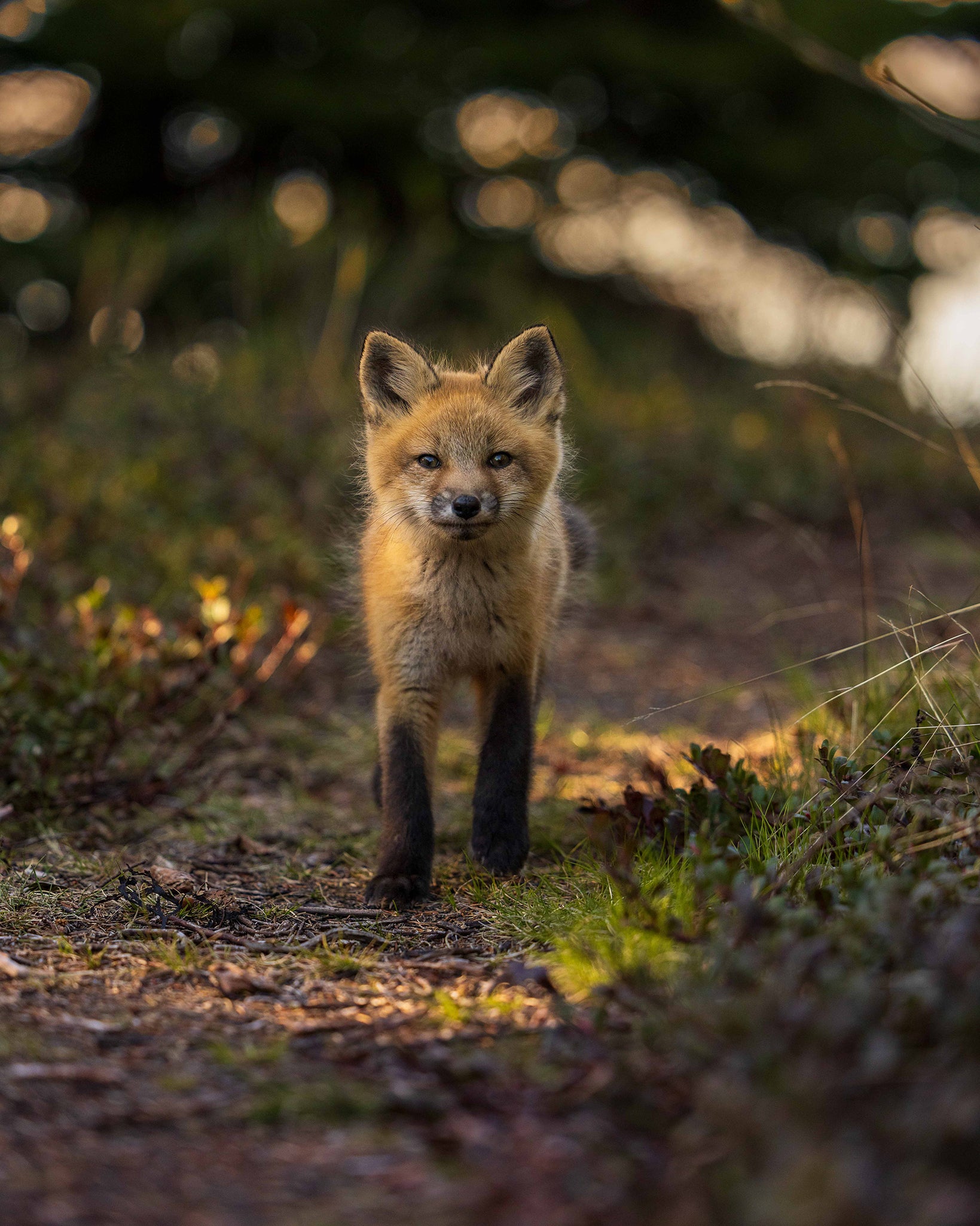 Trail encounter