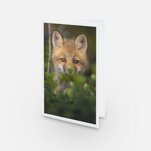 Set of greeting cards (5) - Foxes