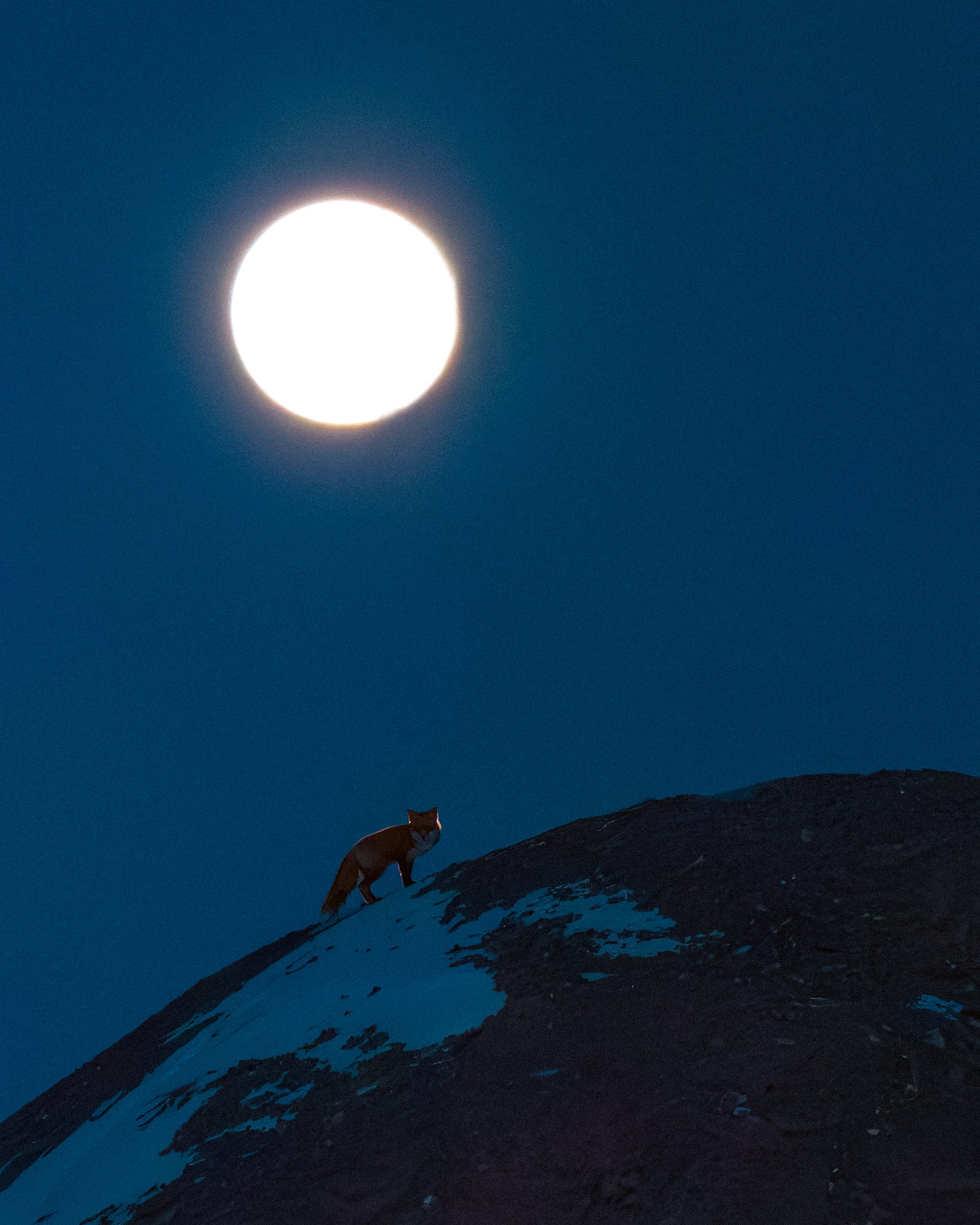 Fox and moon