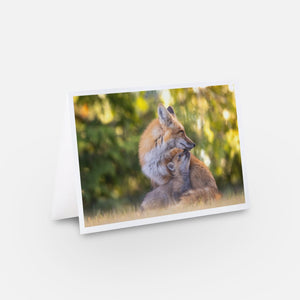 Set of greeting cards (5) - Foxes