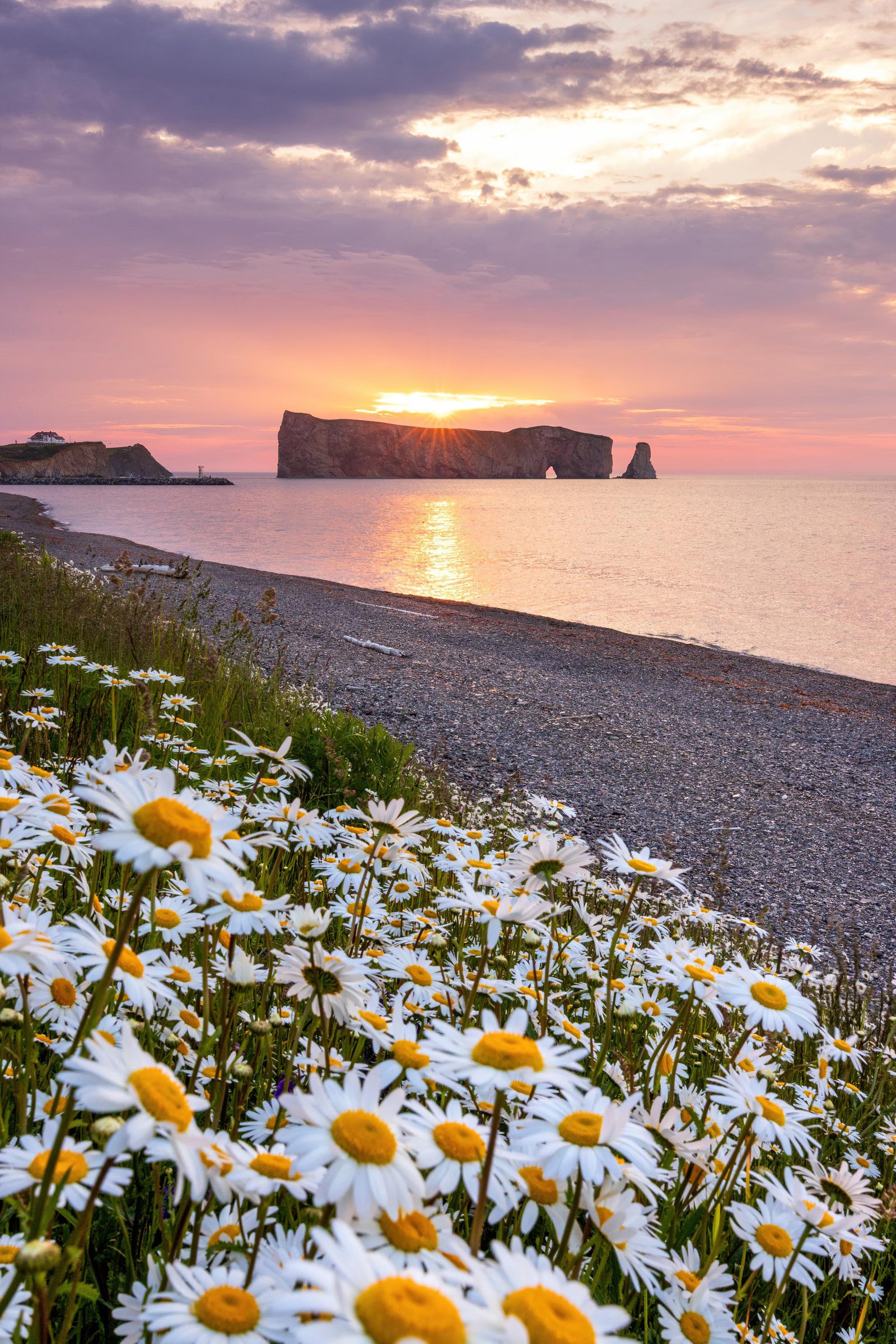 Rocher Percé X Daisies (vertical)