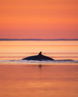 Sunset Minke whale