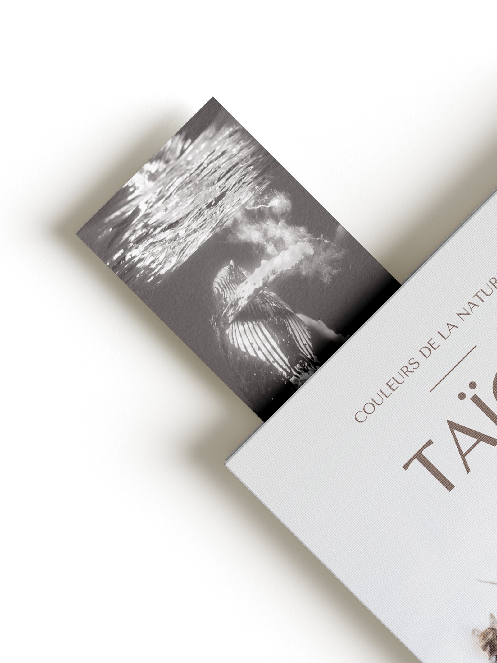 Signet - Rorqual à bosse