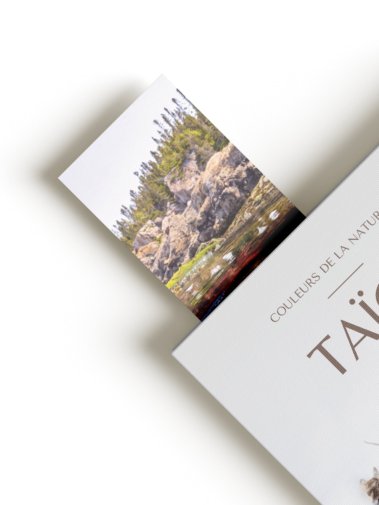 Signet - Étoile de mer