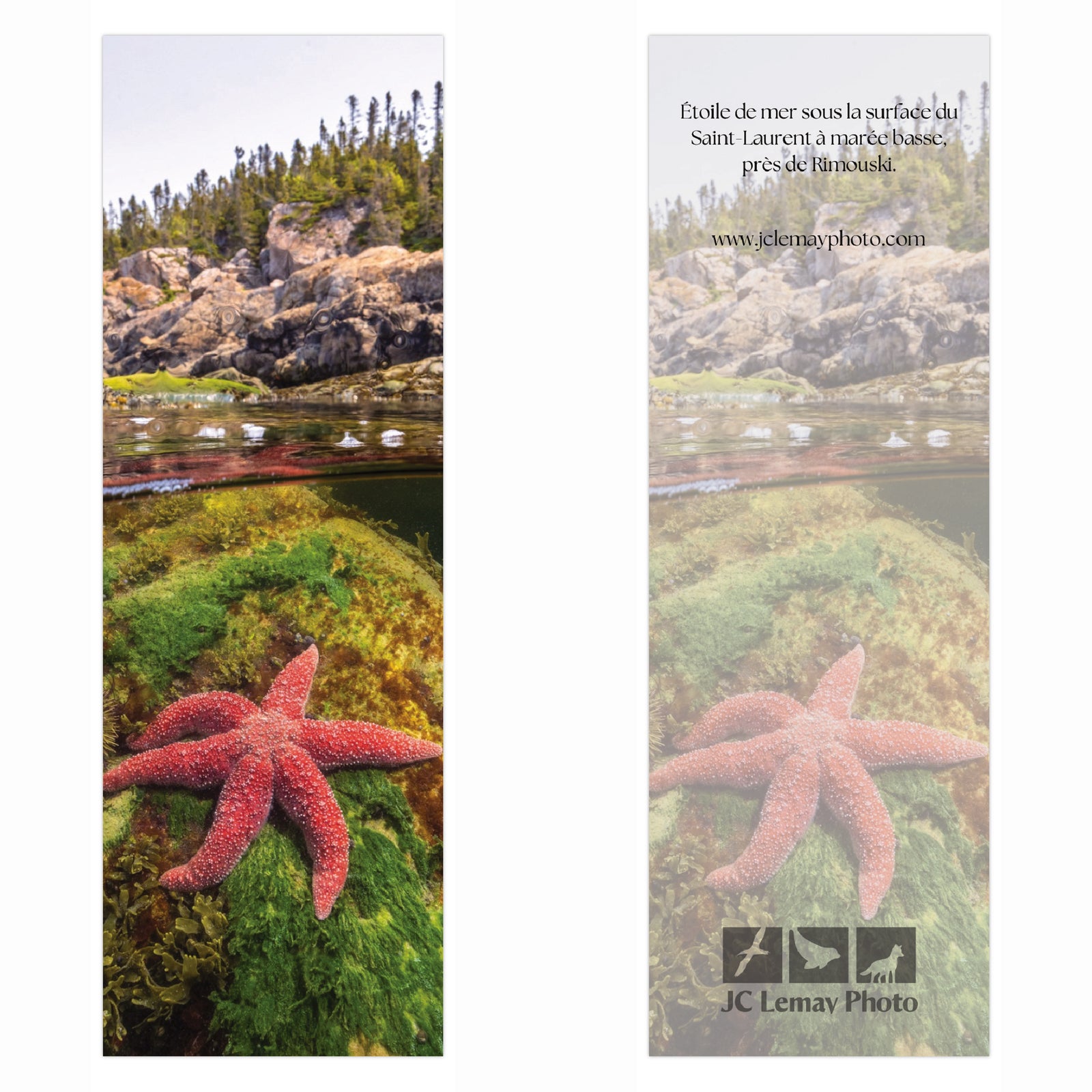 Signet - Étoile de mer