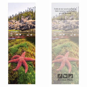 Signet - Étoile de mer