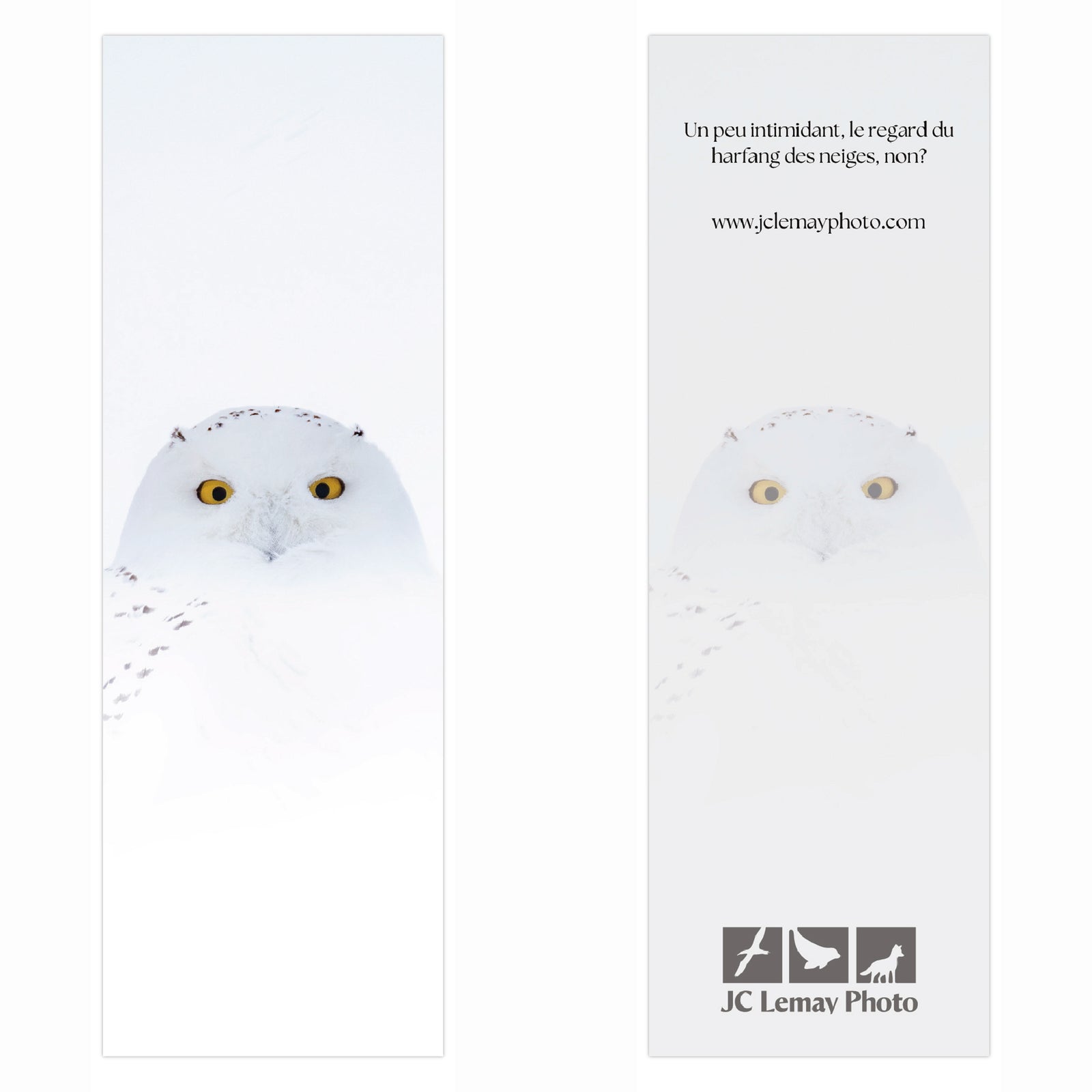 Signet - Harfang des neiges