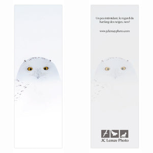 Signet - Harfang des neiges