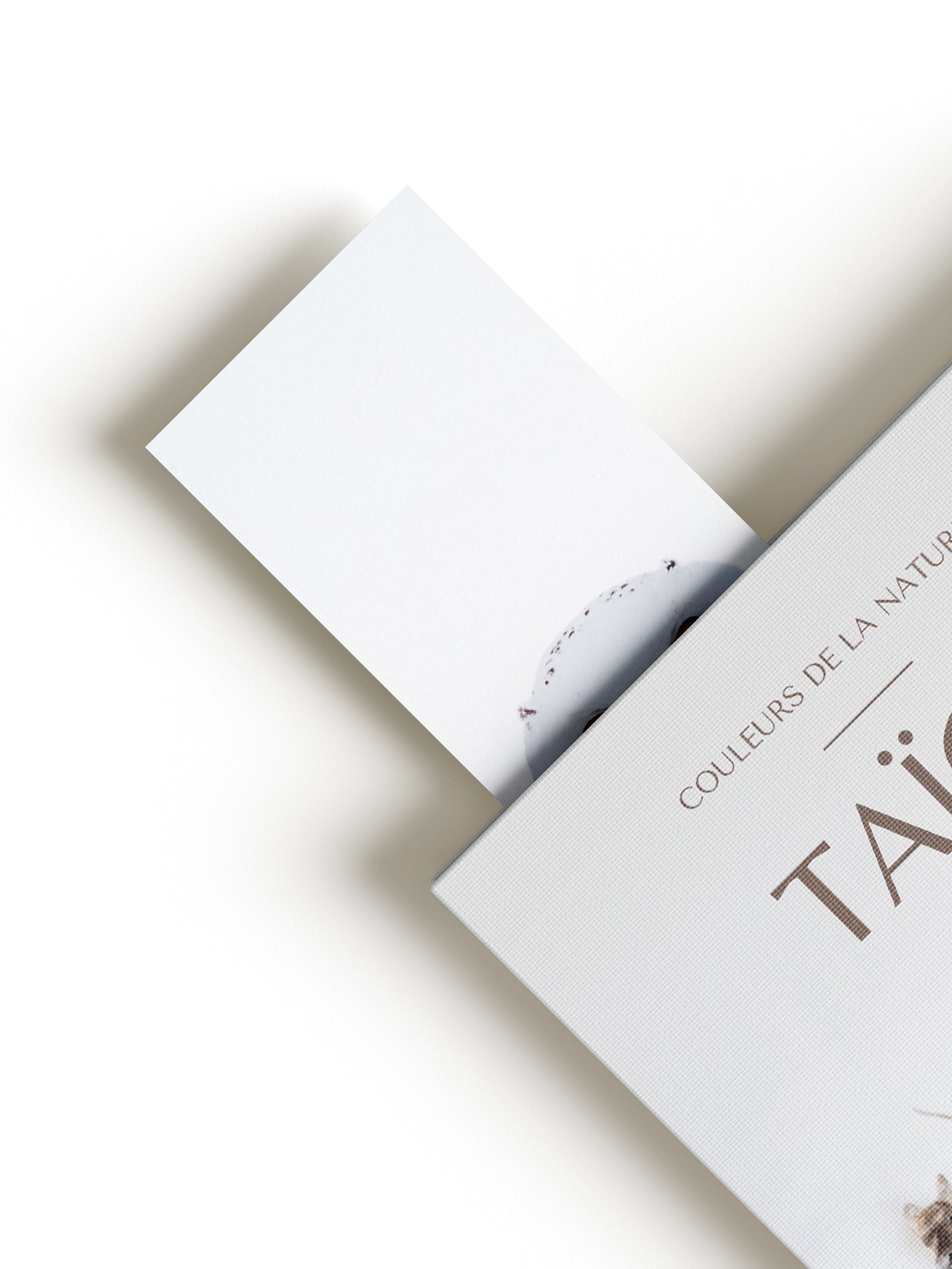 Signet - Harfang des neiges