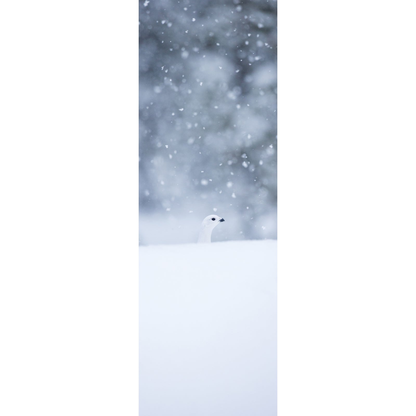 Bookmark - Willow Ptarmigan
