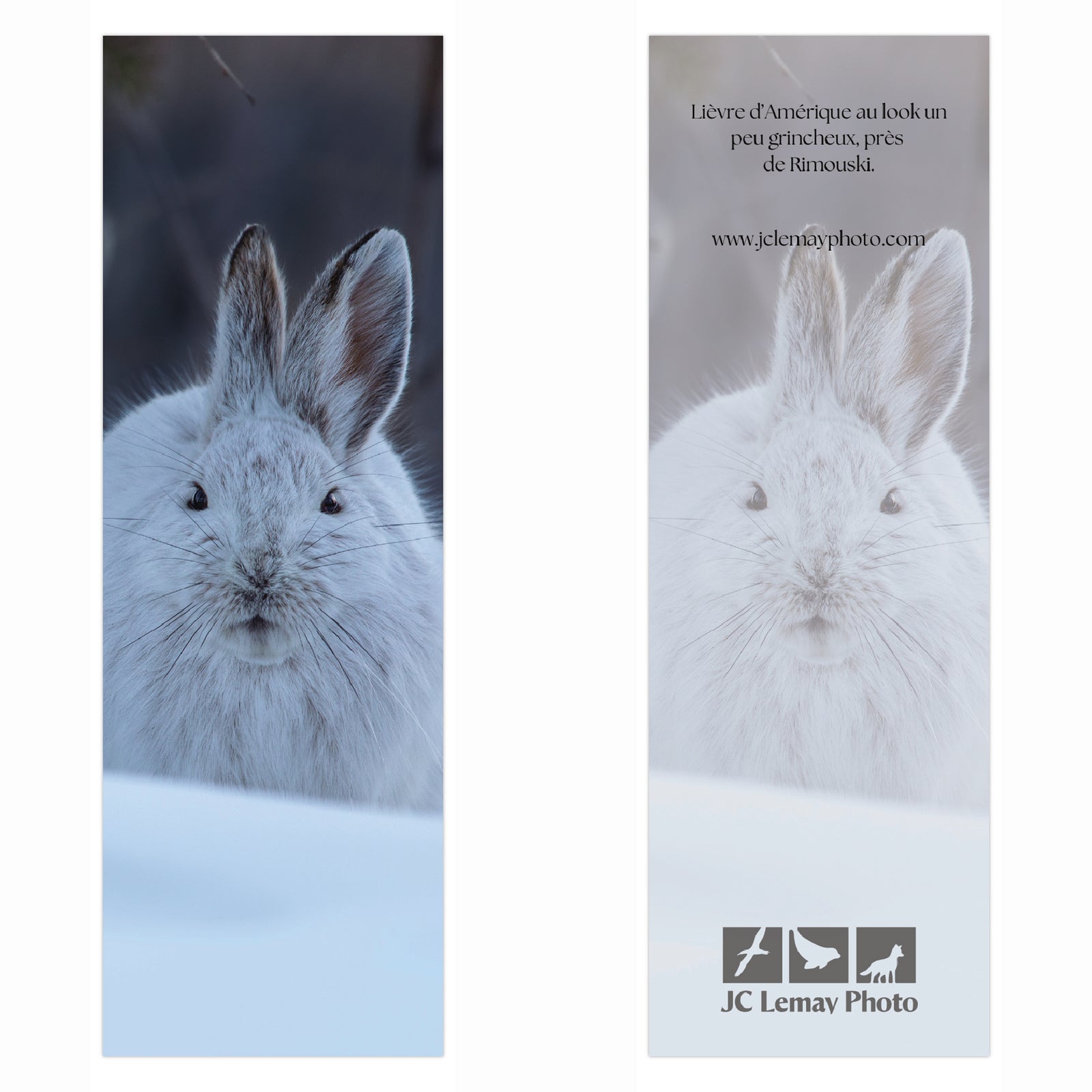 Signet - Lièvre d'Amérique