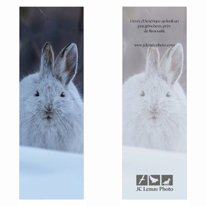 Signet - Lièvre d'Amérique