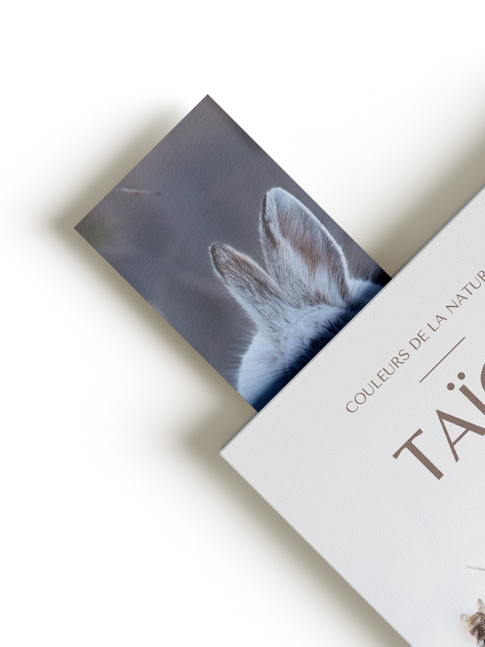 Signet - Lièvre d'Amérique