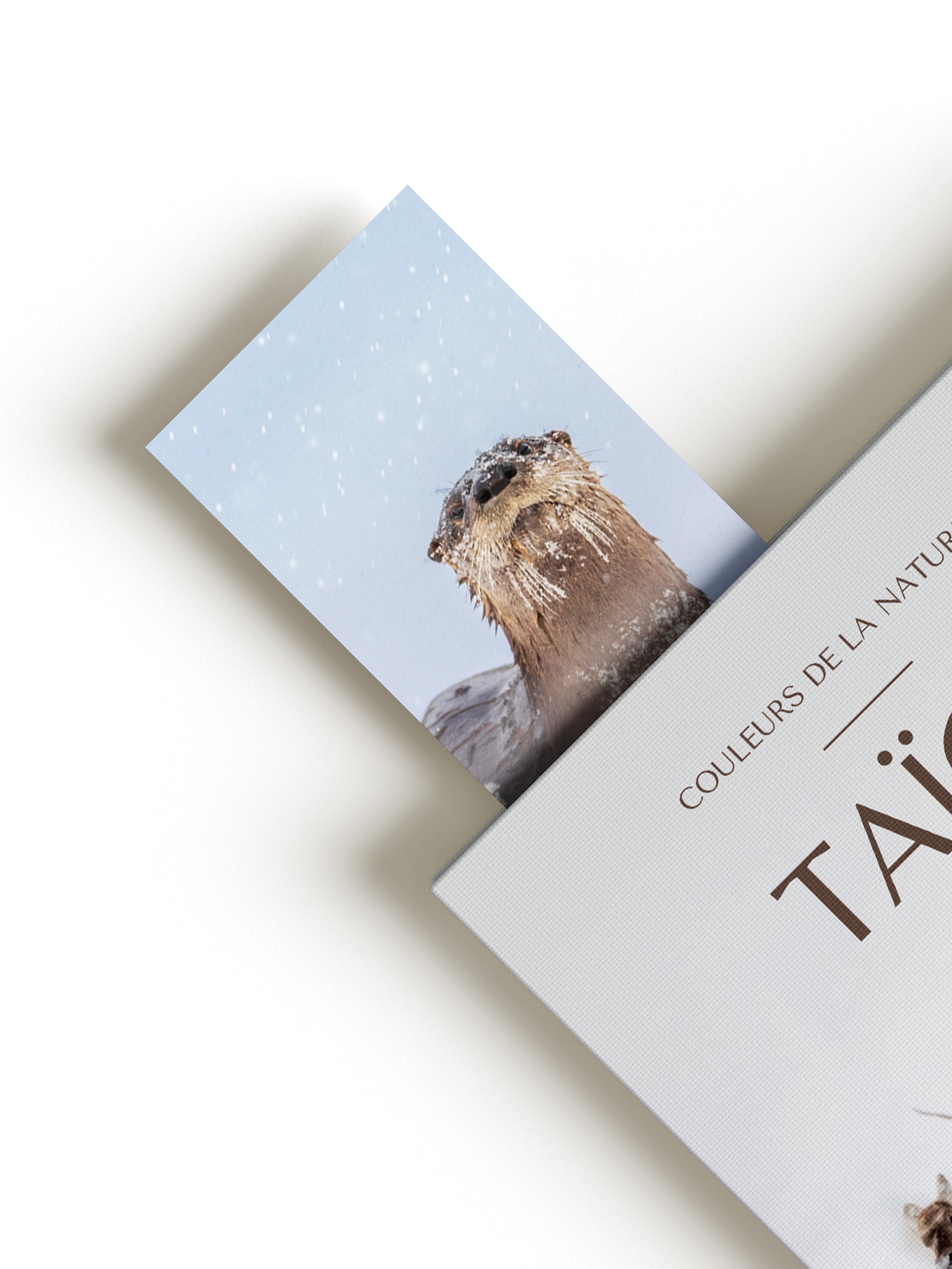 Signet - Loutre de rivière