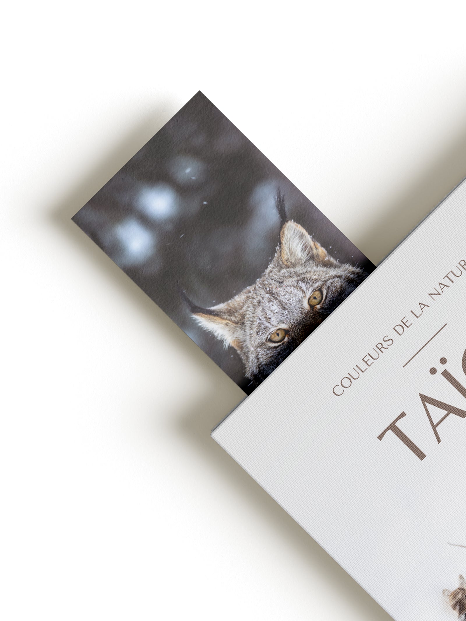 Signet - Lynx du Canada