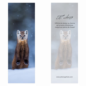 Signet - Martre d'Amérique 2