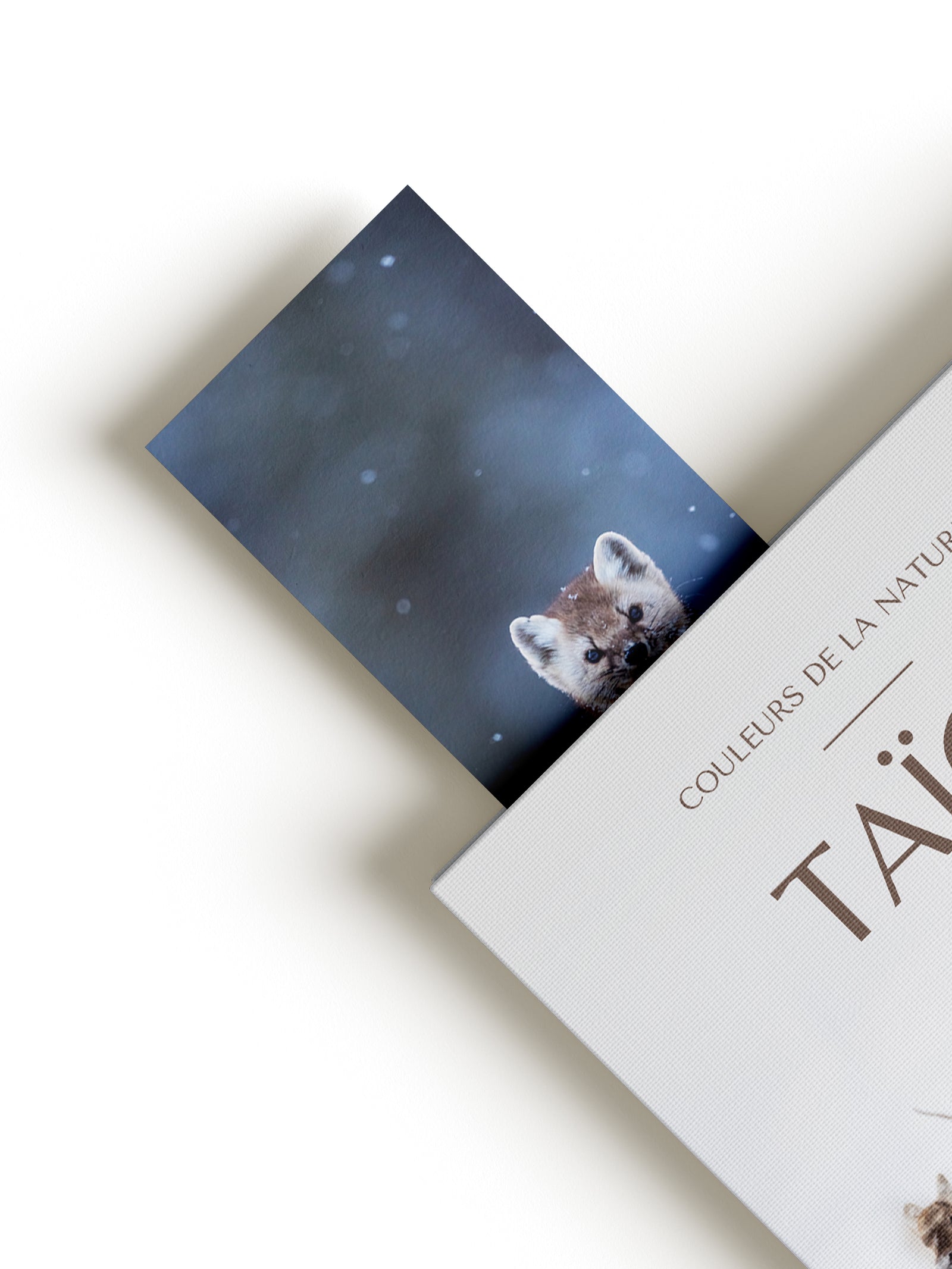 Signet - Martre d'Amérique 2