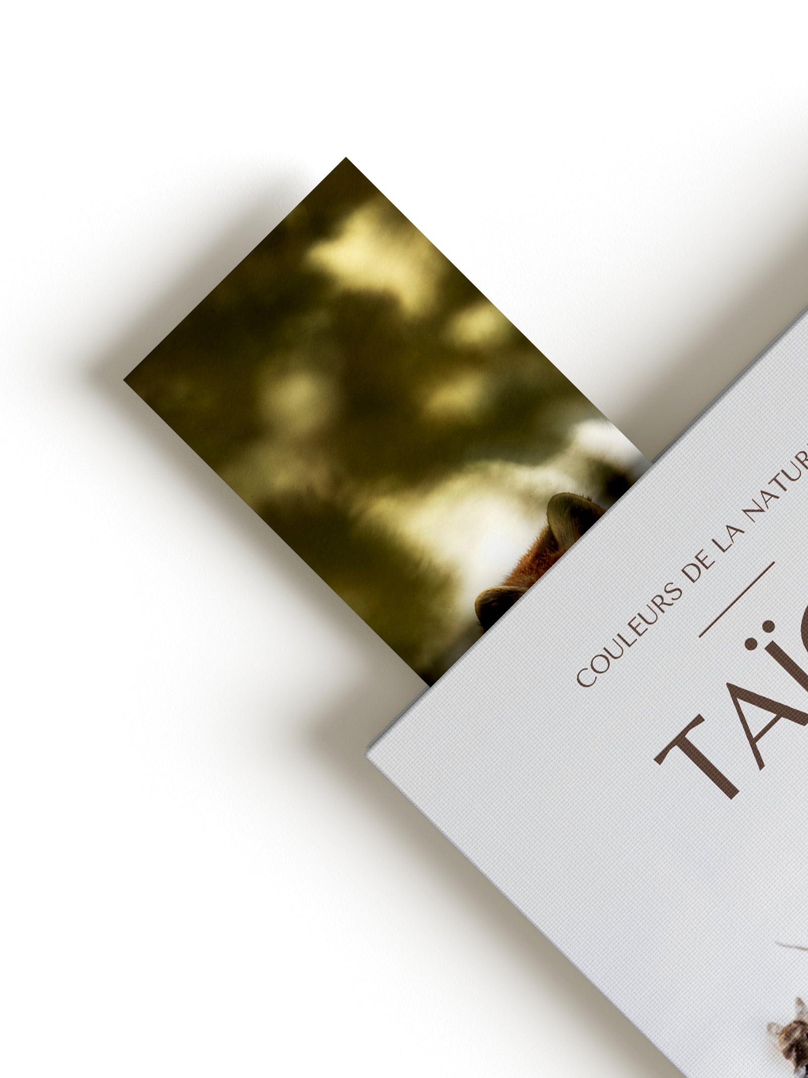 Signet - Marte d'Amérique 1