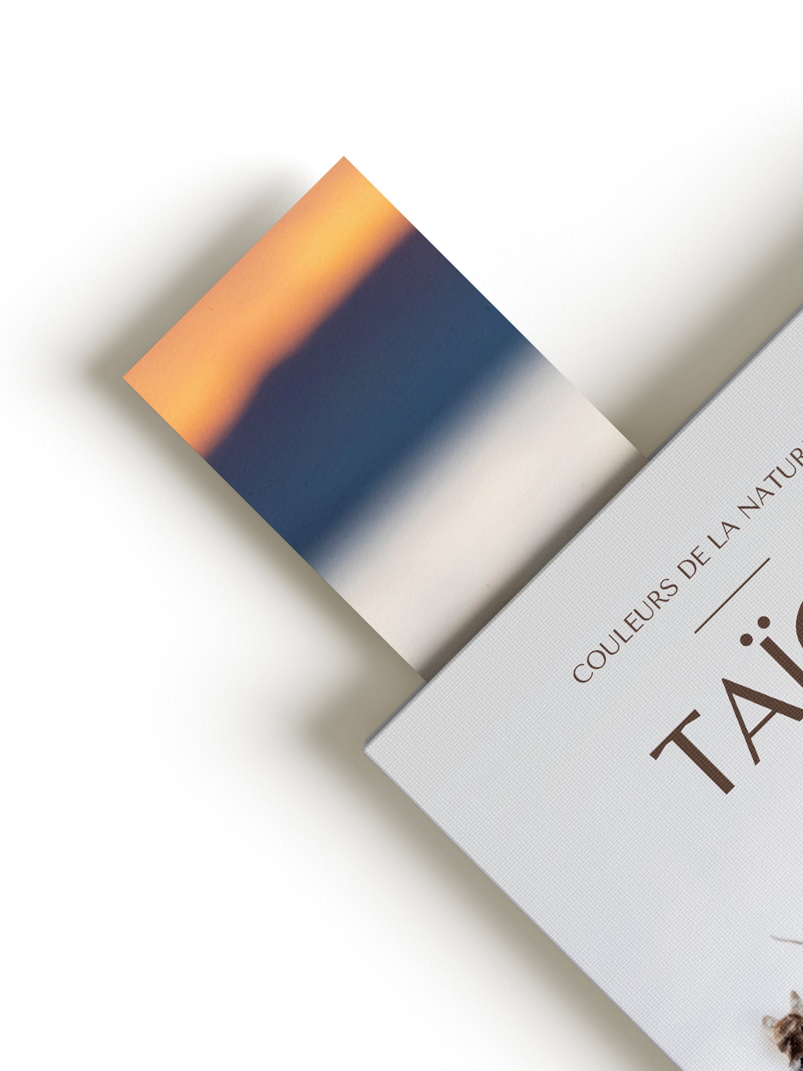 Signet - Phoque commun