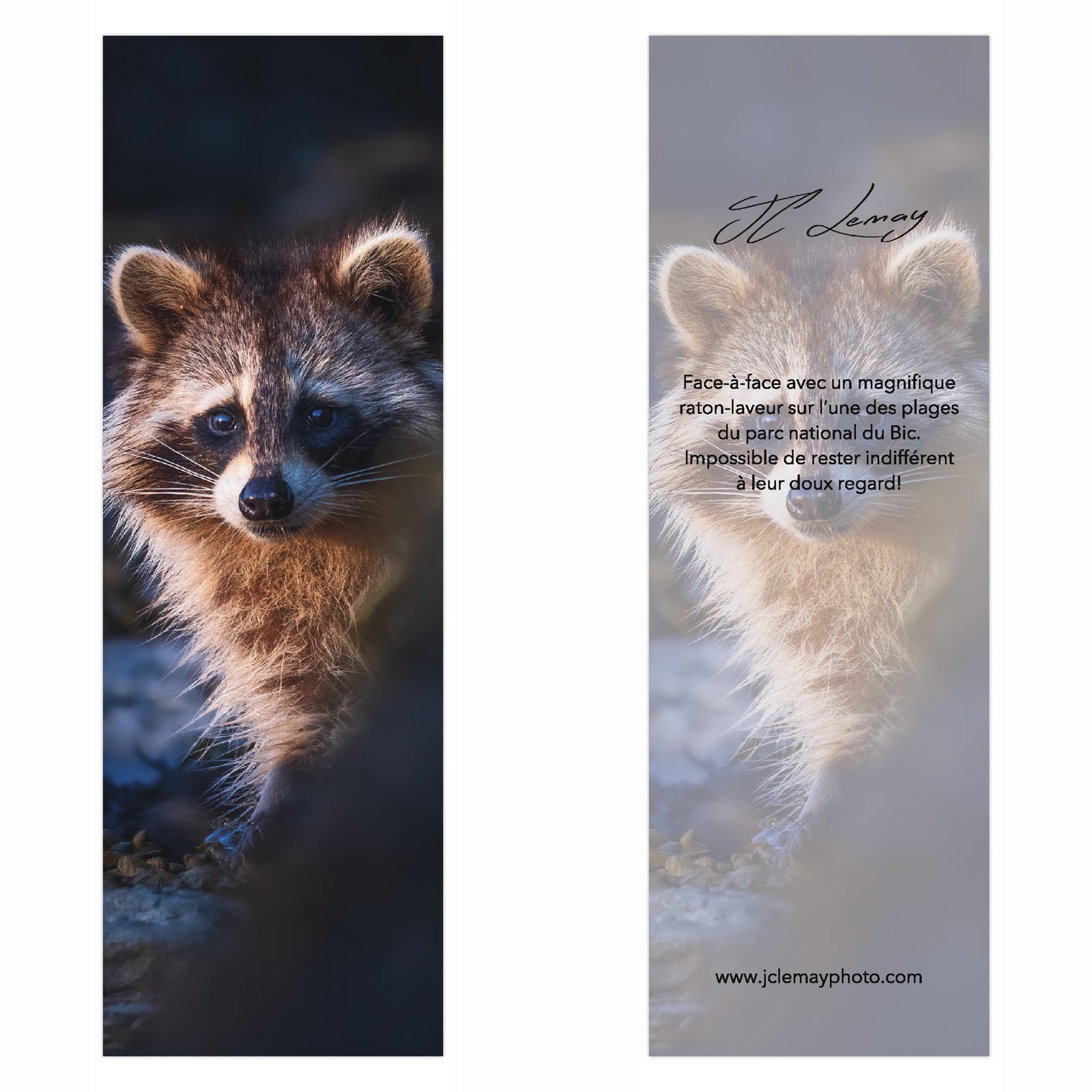 Signet - Raton-laveur