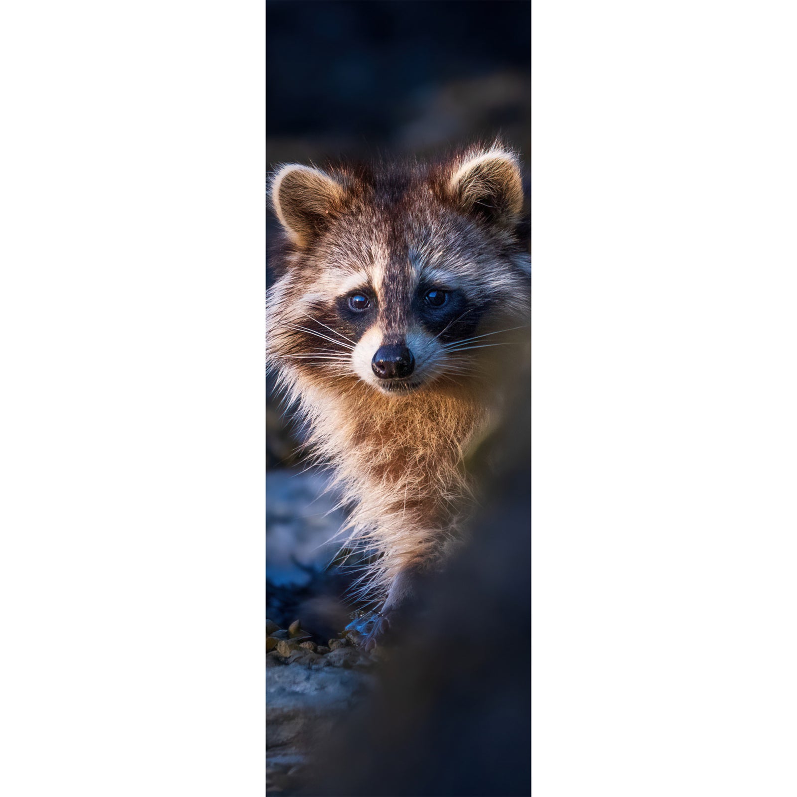 Bookmark - Raccoon