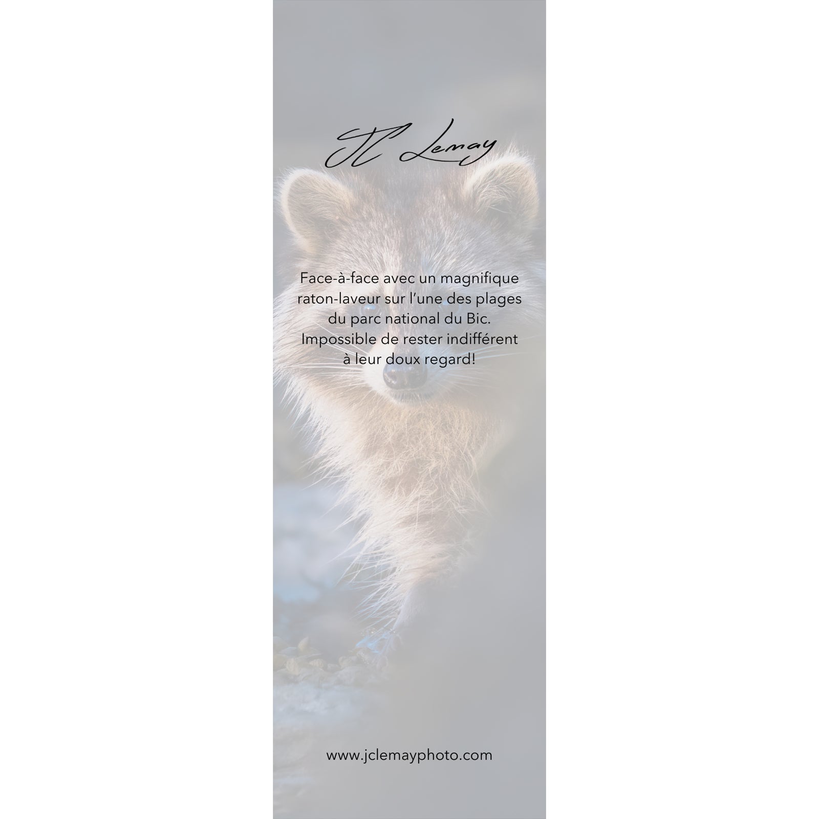 Bookmark - Raccoon