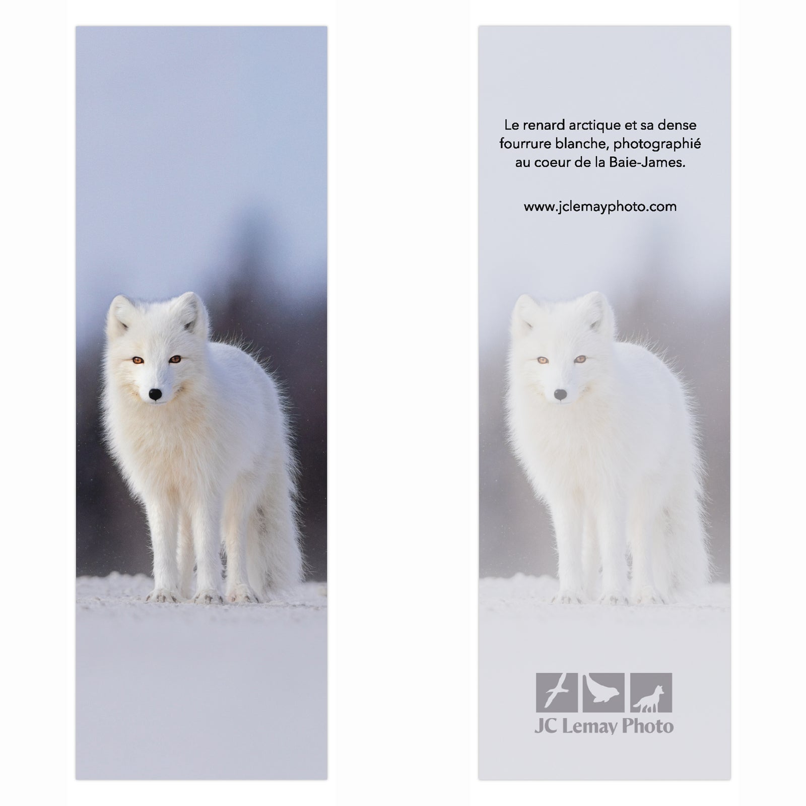 Signet - Renard arctique