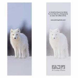 Signet - Renard arctique