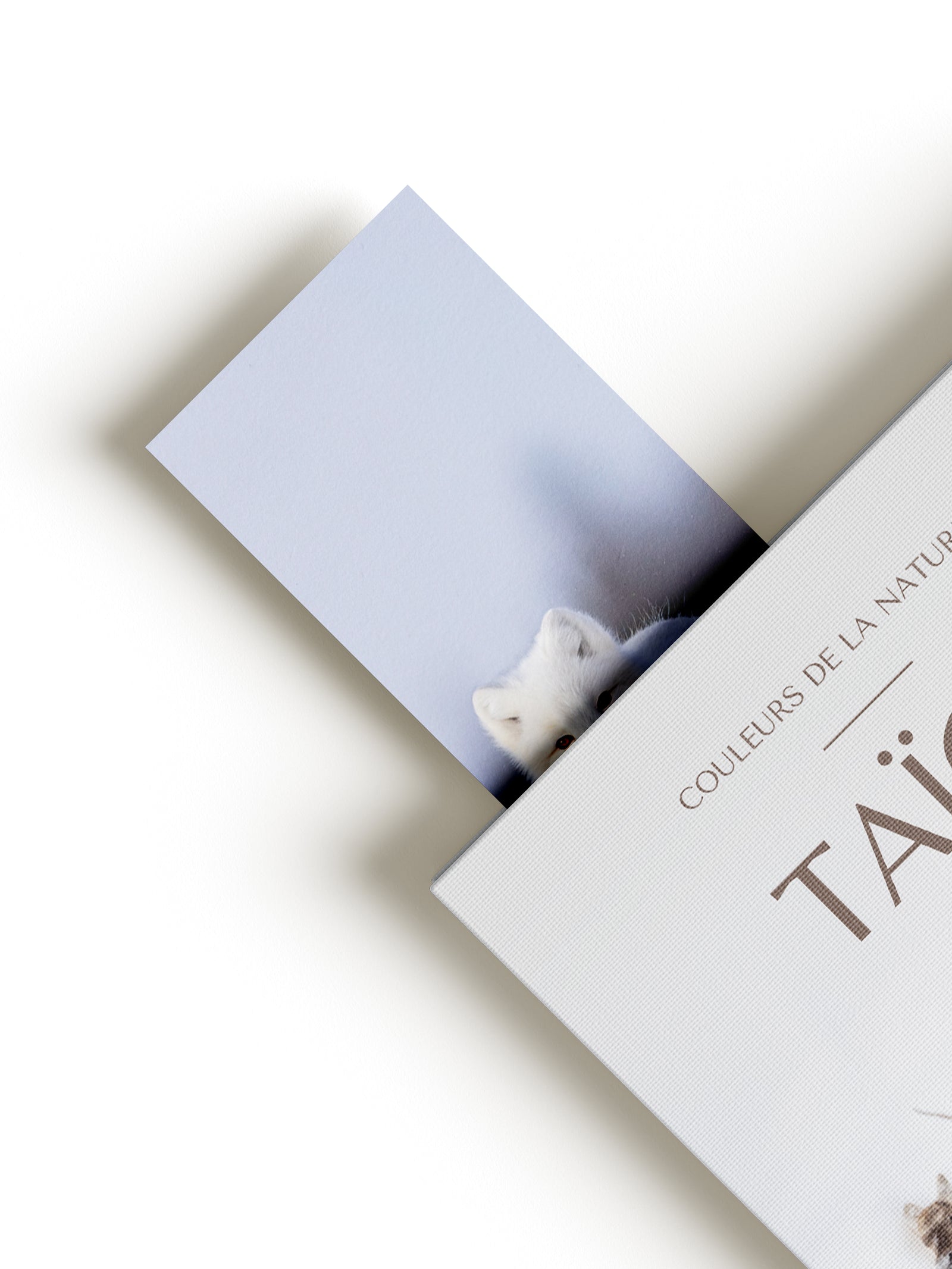 Signet - Renard arctique