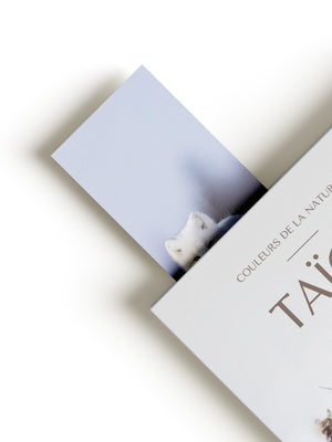 Signet - Renard arctique