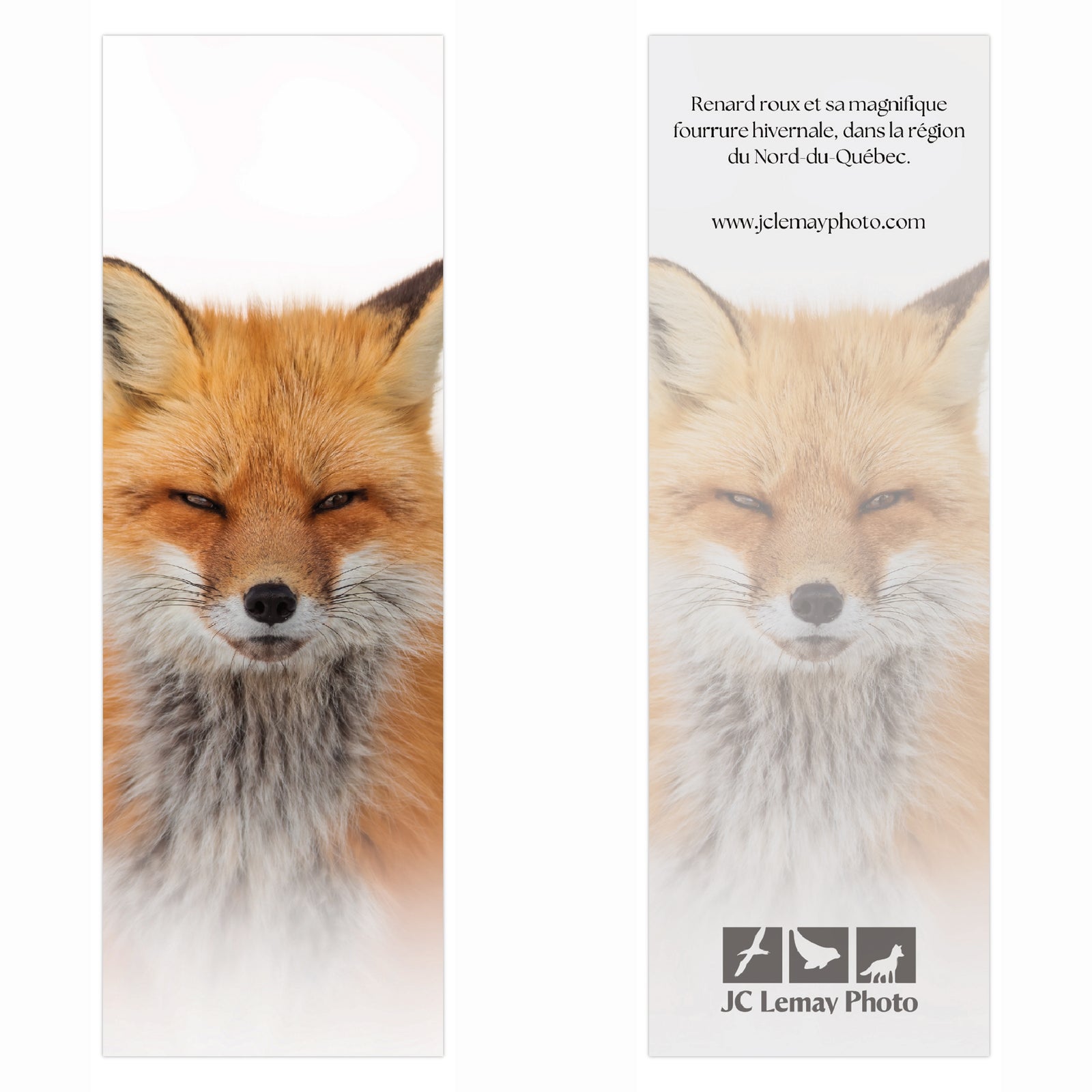 Signet - Renard roux