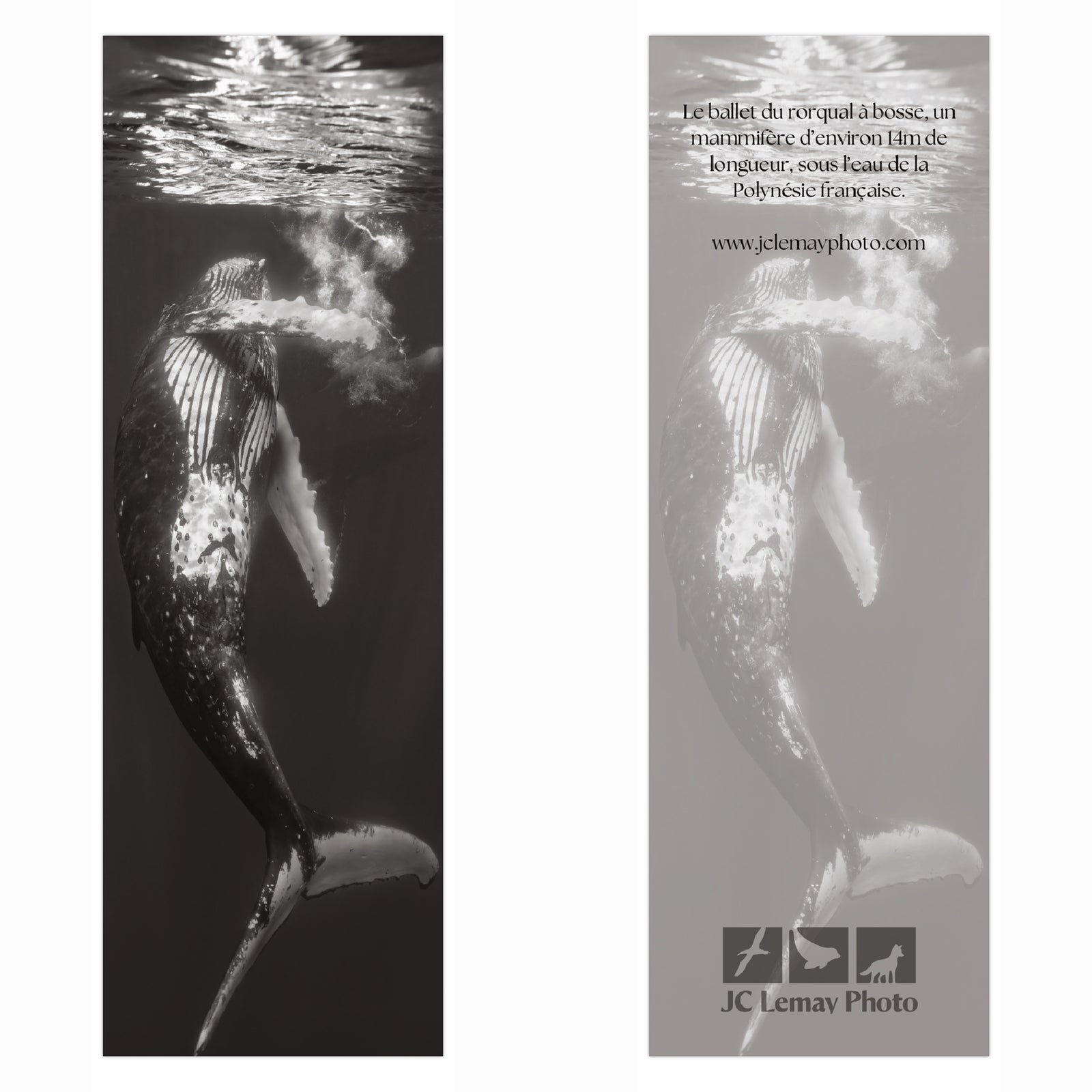 Signet - Rorqual à bosse