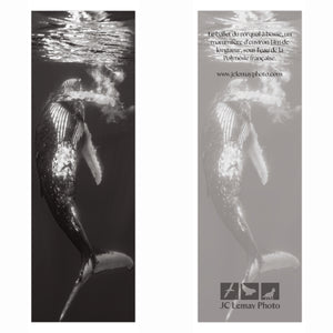 Signet - Rorqual à bosse