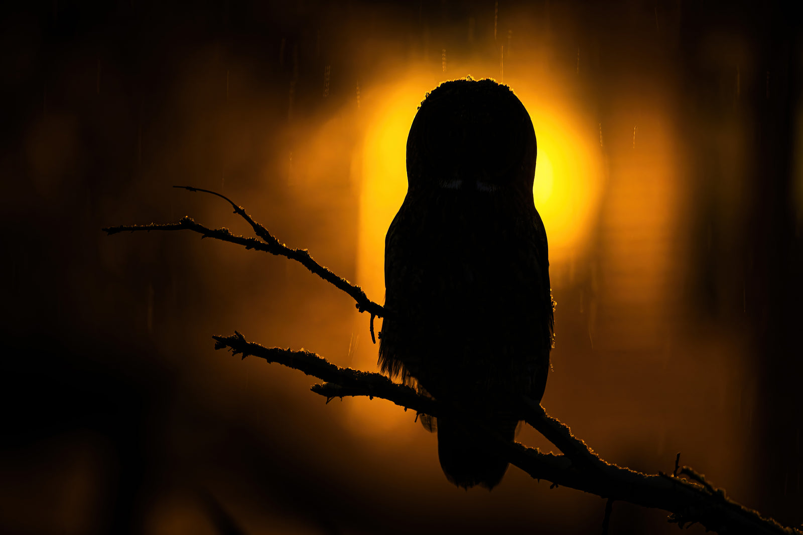 Silhouette de la lapone