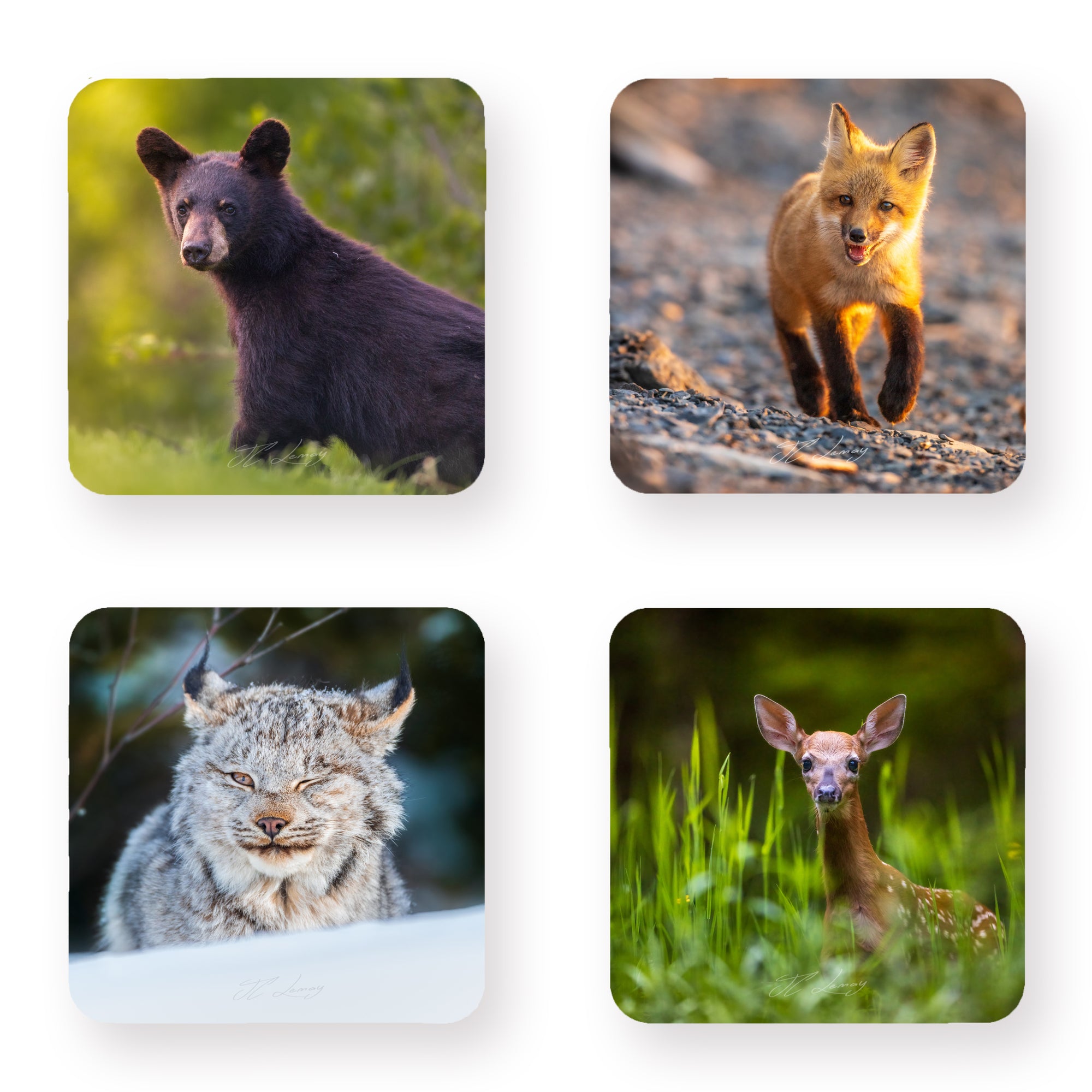 Coasters (set of 4) - Young animals