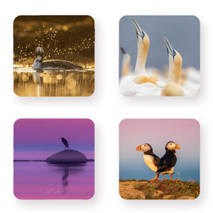 Coasters (set of 4) - Seabirds