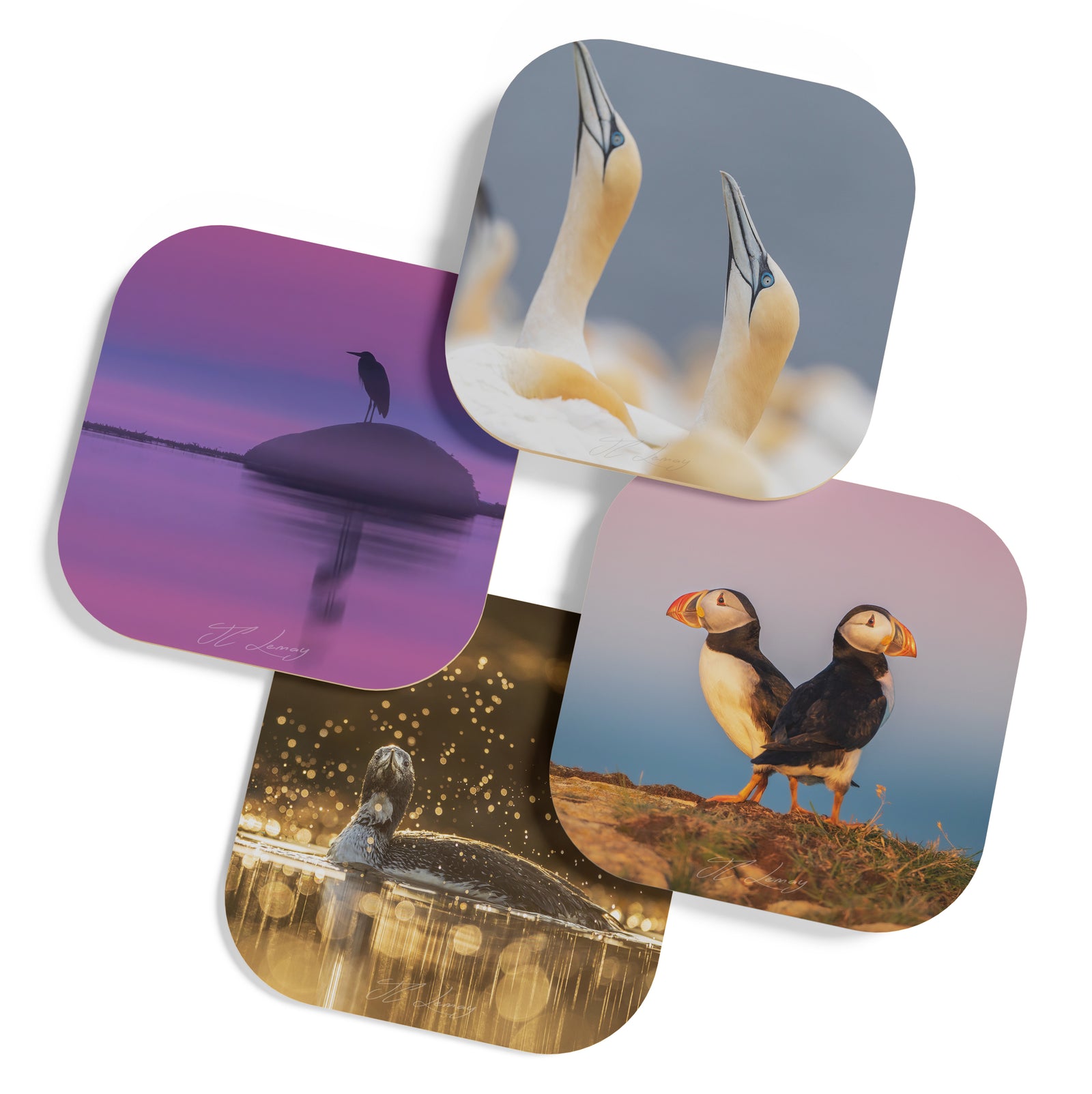 Coasters (set of 4) - Seabirds