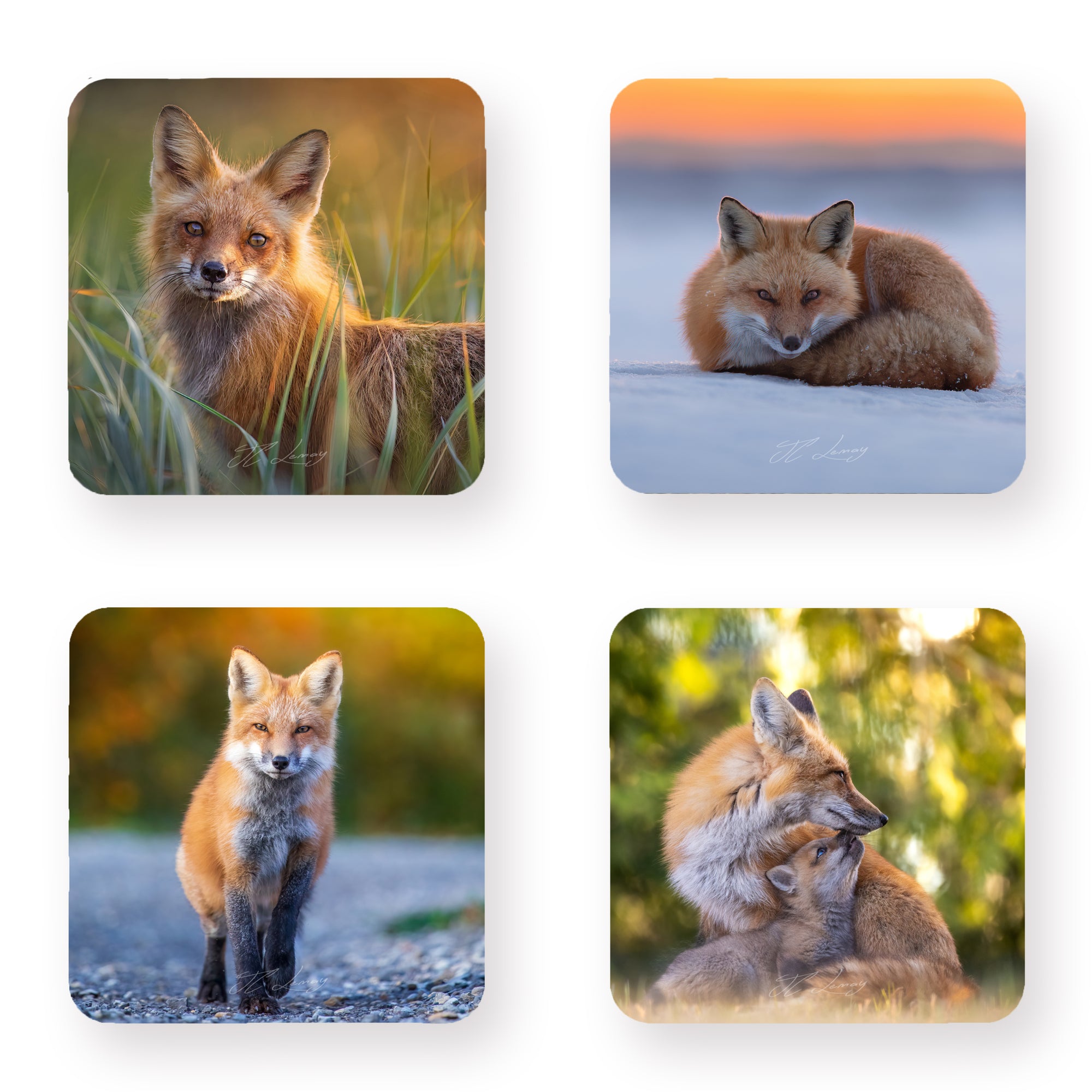 Coasters (set of 4) - Red foxes