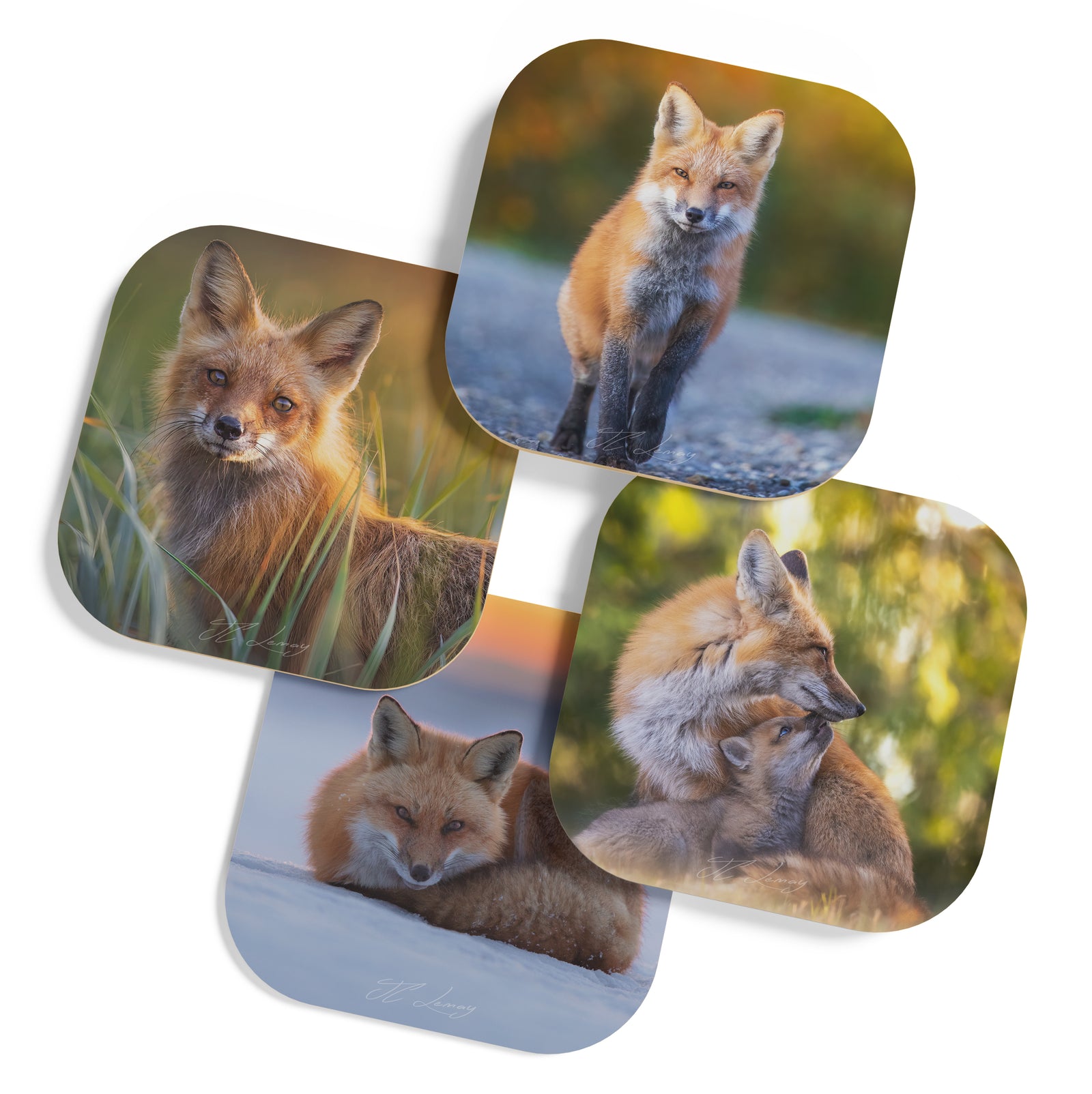 Coasters (set of 4) - Red foxes