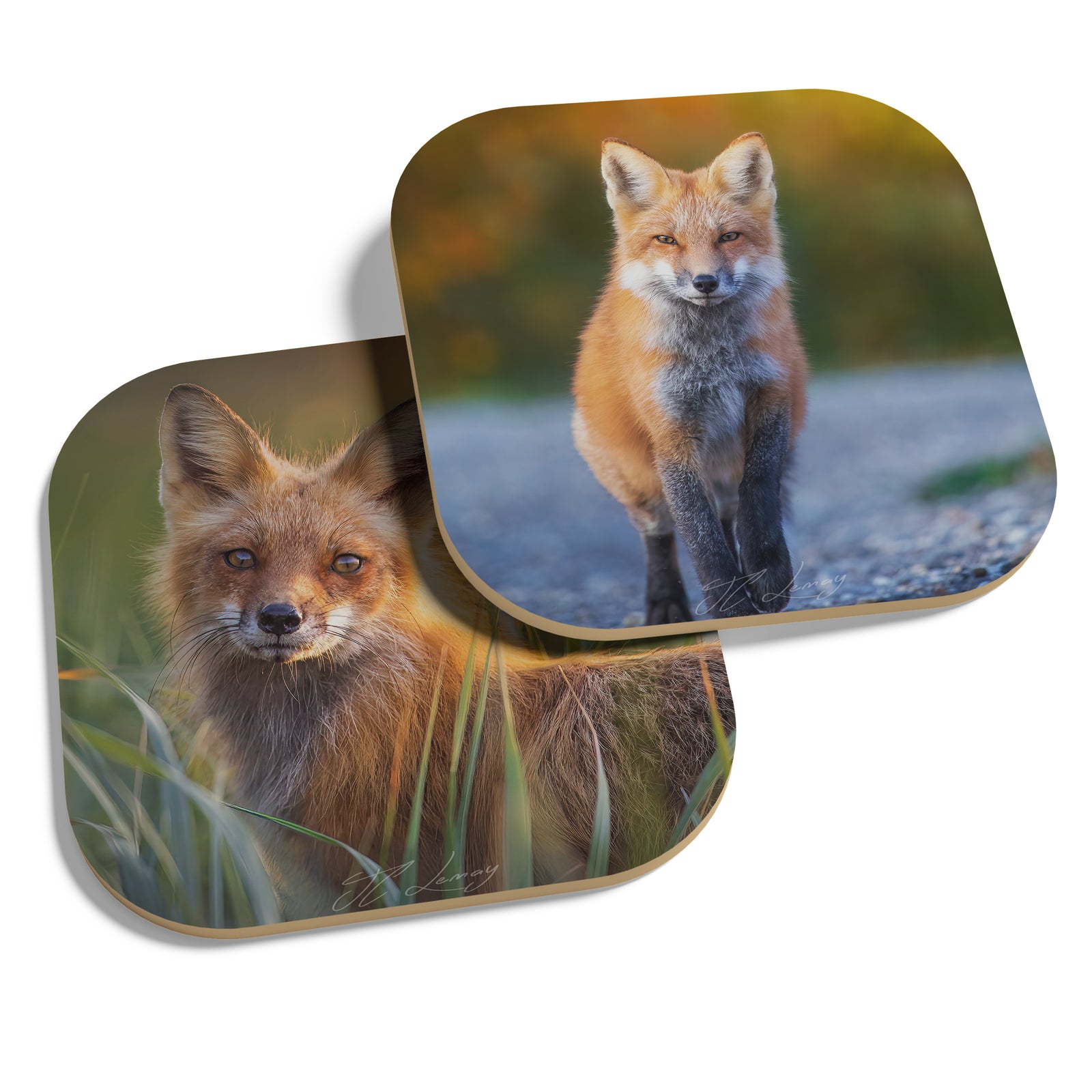 Coasters (set of 4) - Red foxes