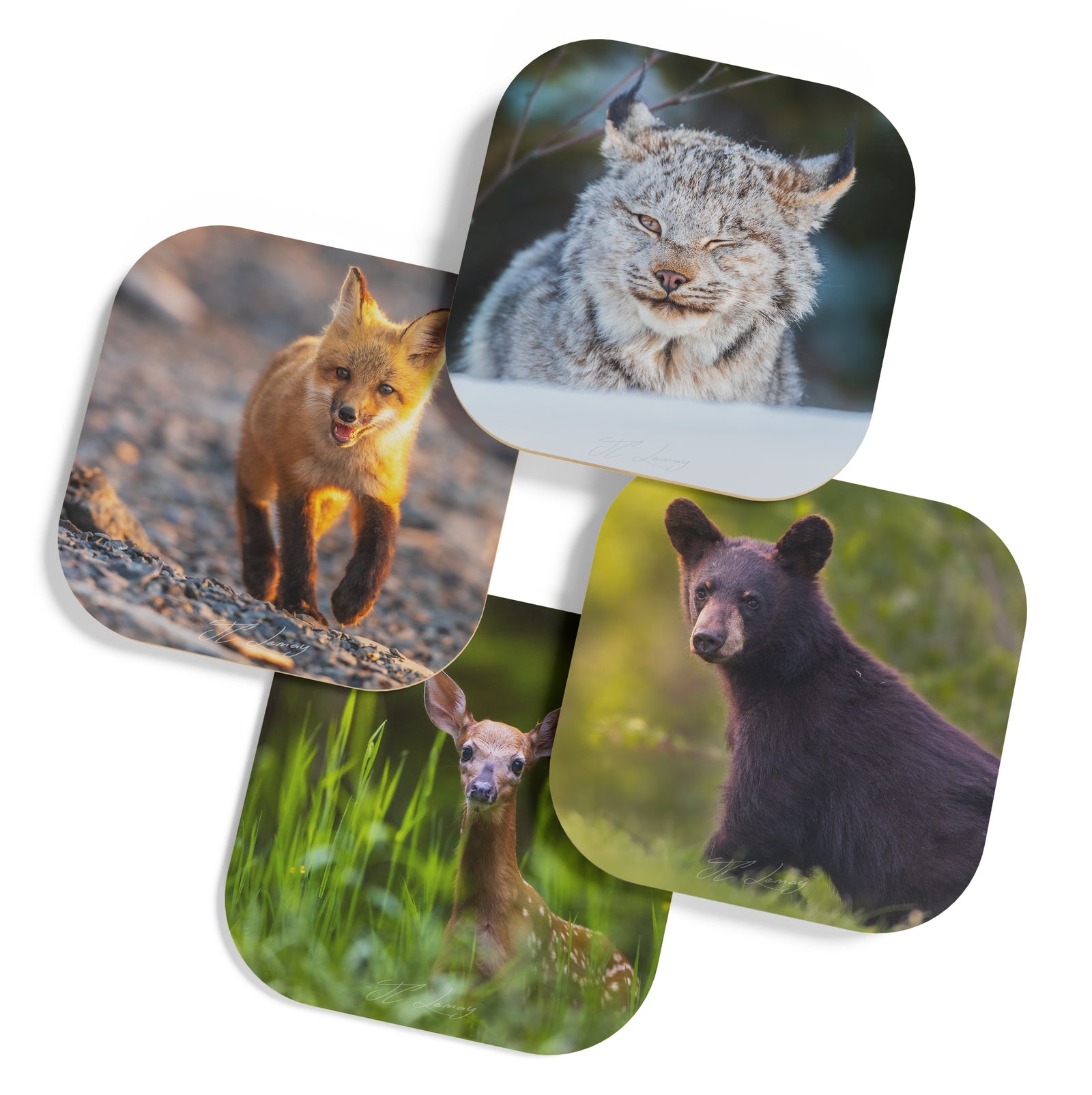 Coasters (set of 4) - Young animals