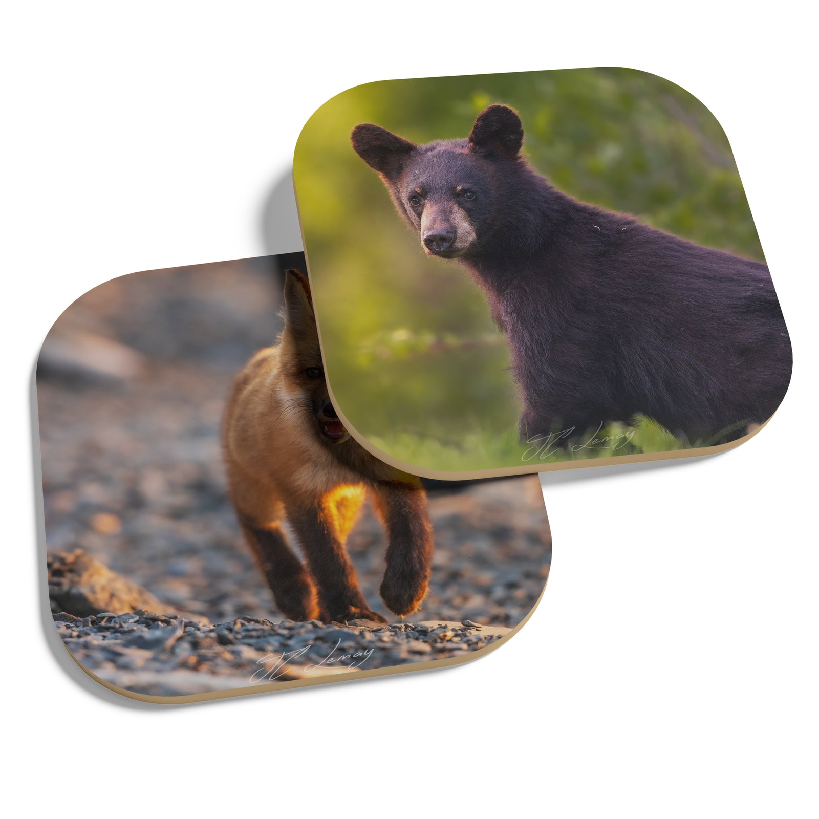 Coasters (set of 4) - Young animals