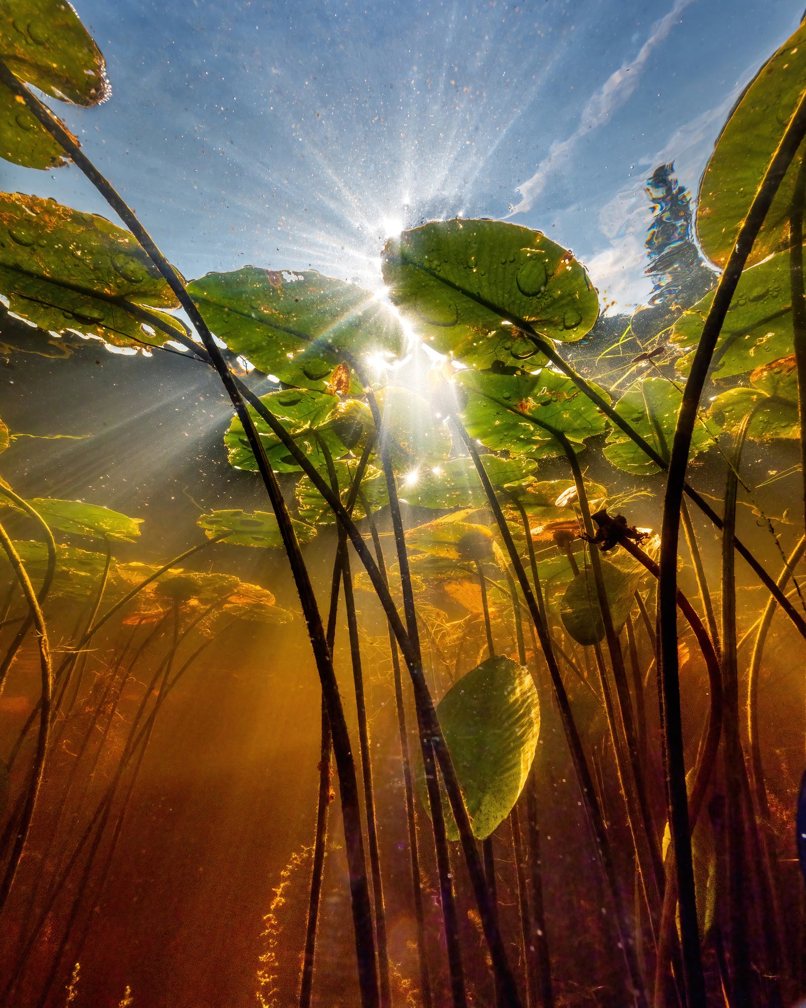 Under the water lilies
