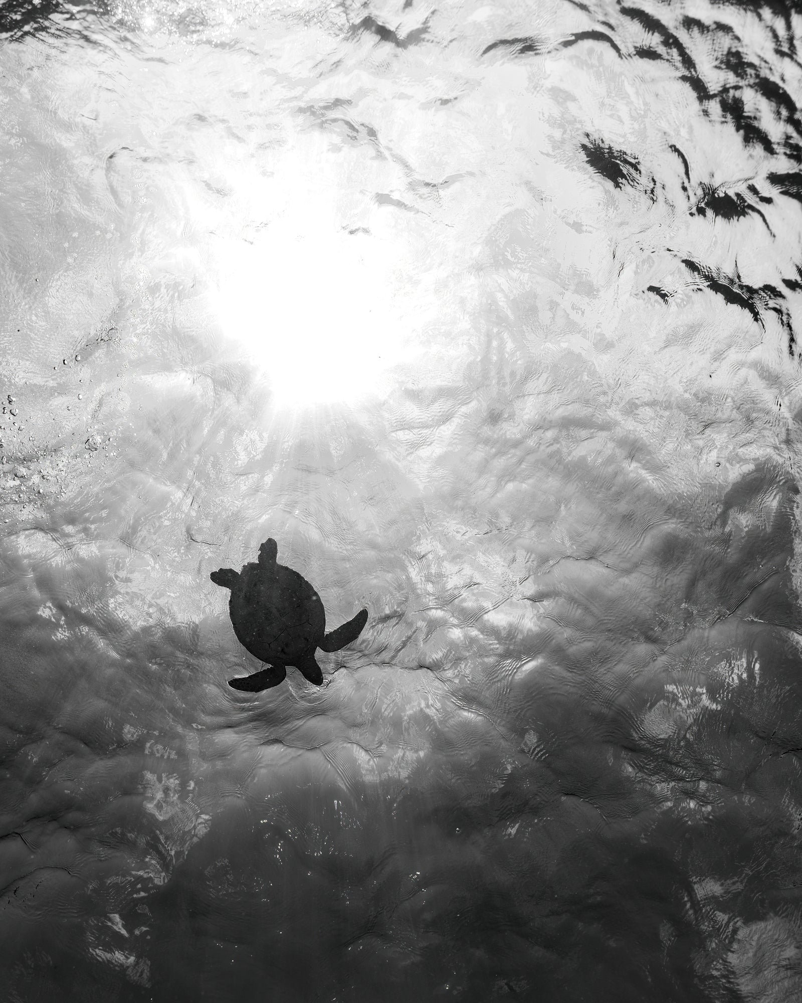 Tortue en surface