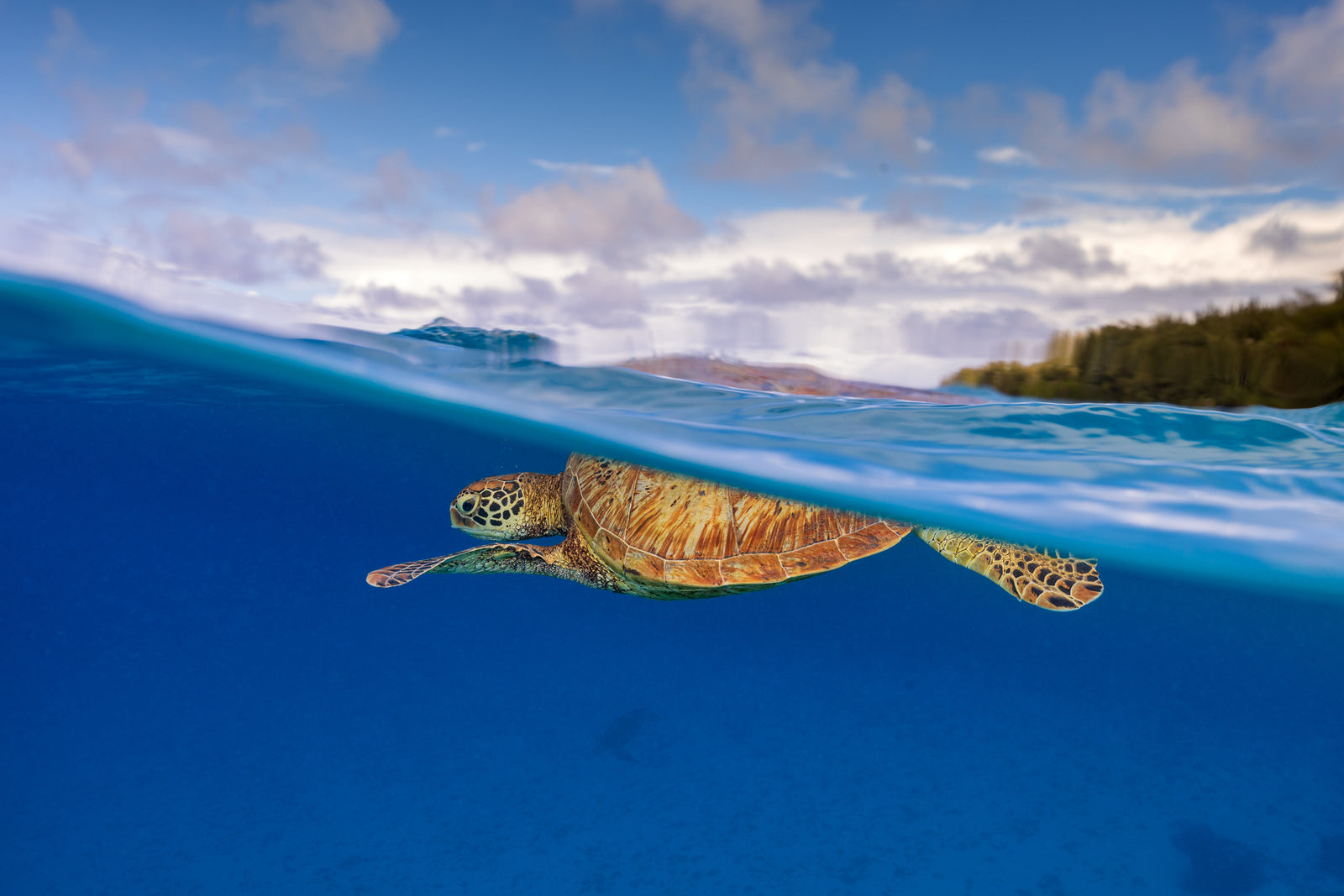 Green turtle on the surface