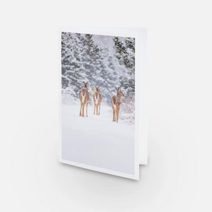 Set of greeting cards (5) - Deers under the snow